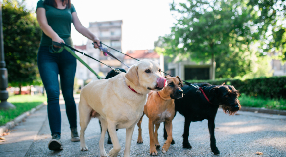 Service de garde d'animaux près de Maubeuge